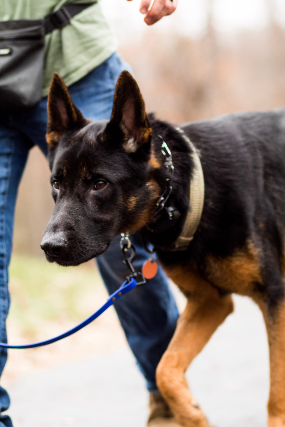 6 Week Behavior Modification Board and Train