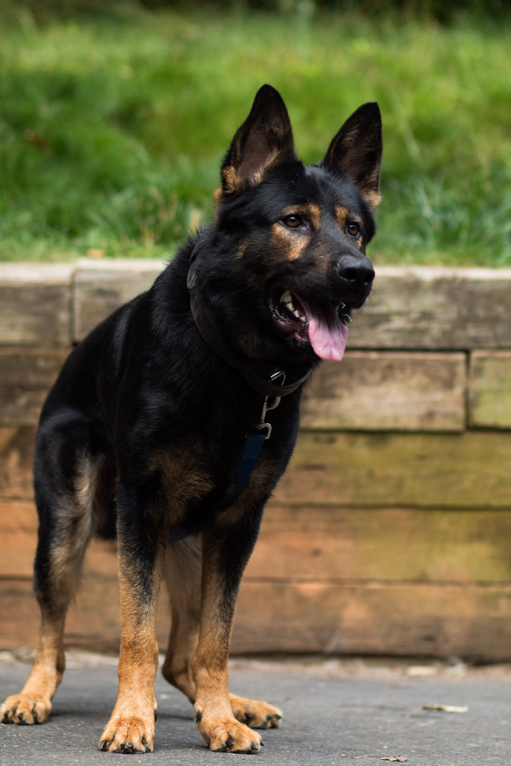 8 Week Behavior Modification Board and Train