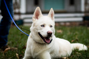 Ghost - ADOPTED
