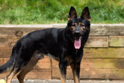 Bronx - ADOPTED