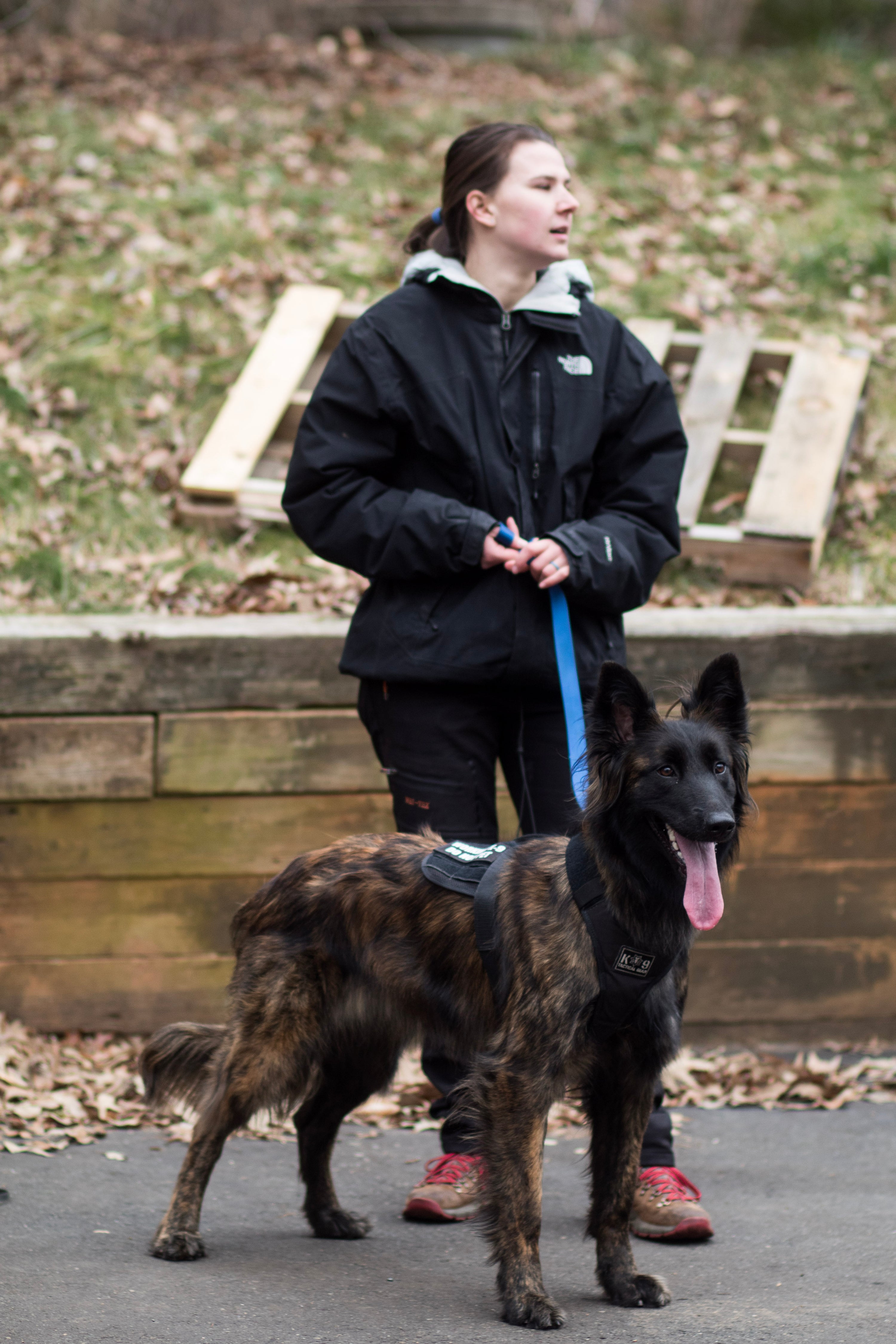 4 Week Advanced Obedience Board and Train