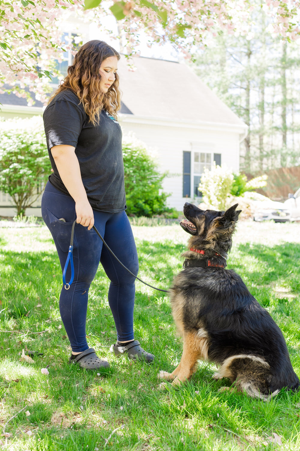 6 Week Advanced Obedience Board and Train