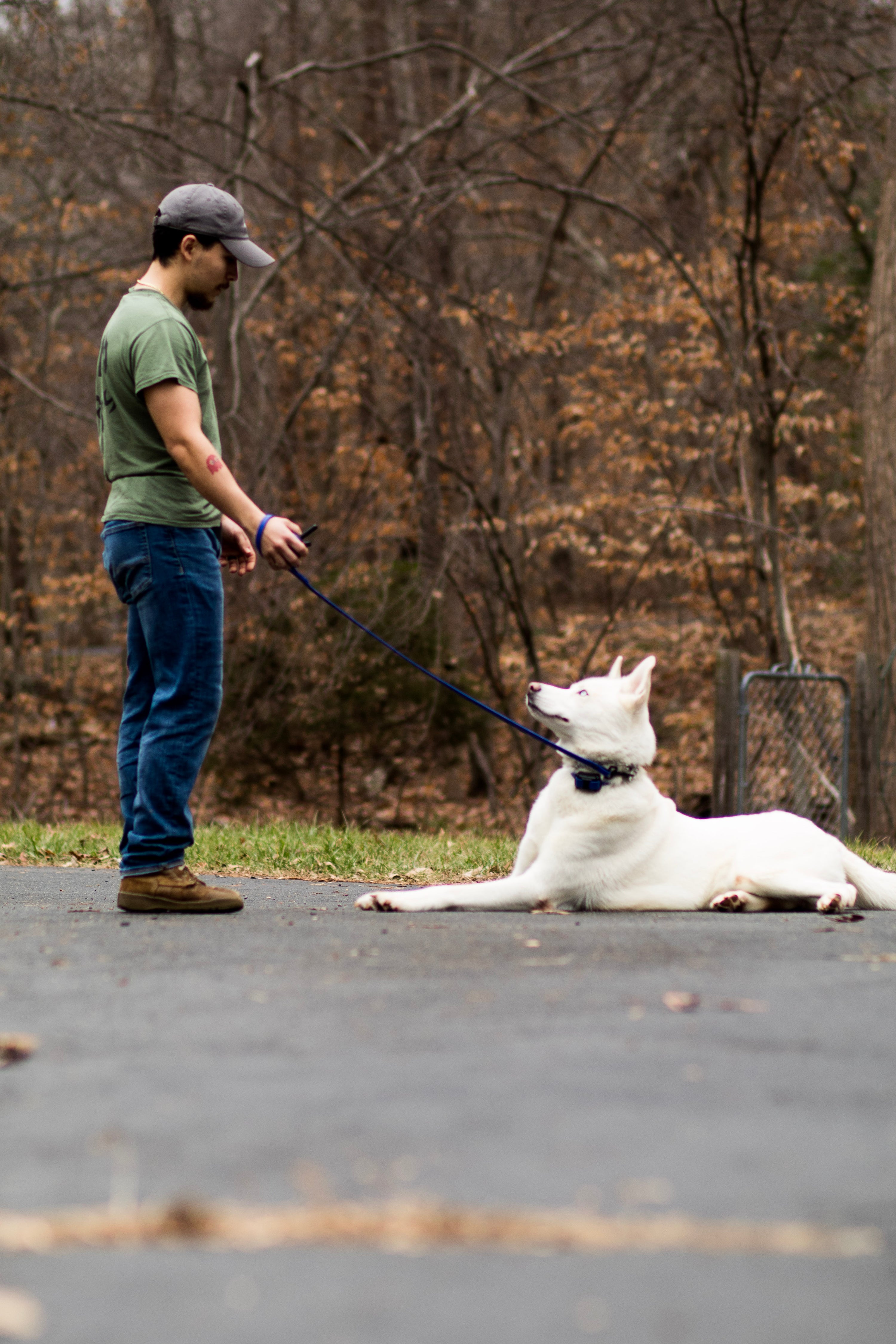 Weekly Advanced Obedience Board and Train Add-On