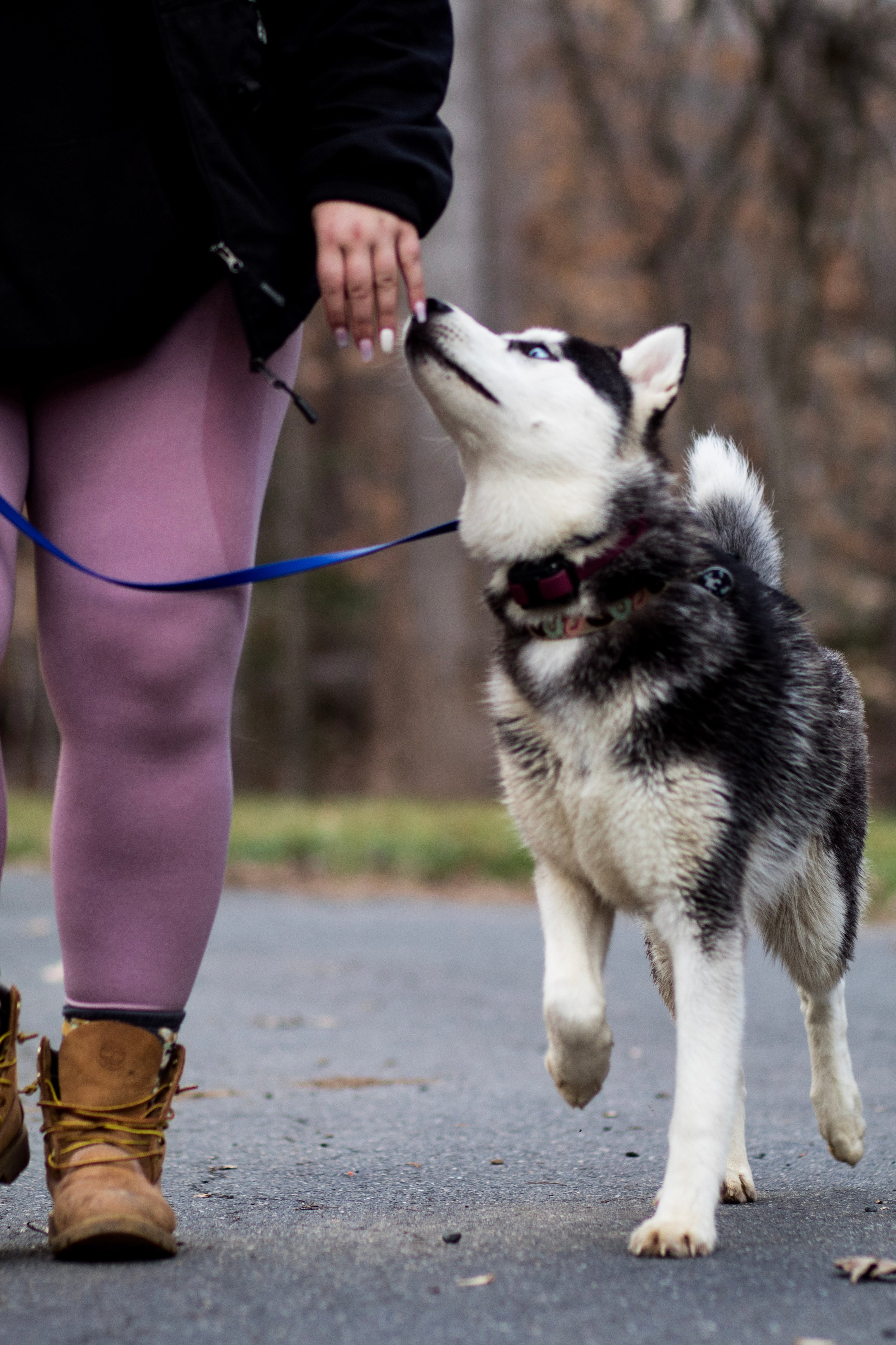 Behavior Modification Raise and Train