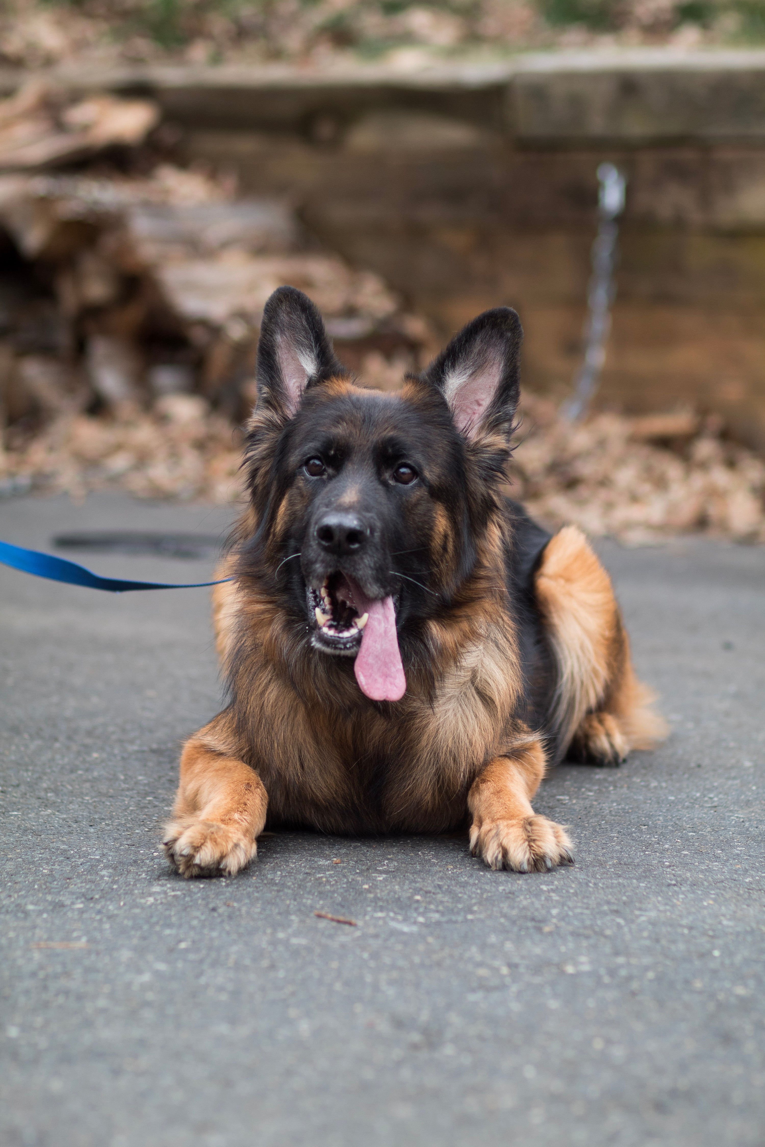 Behavior Modification Raise and Train