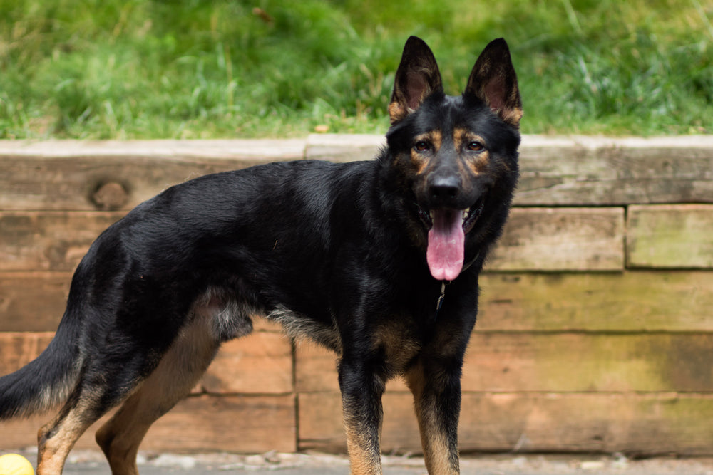 Weekly Advanced Obedience Board and Train Add-On