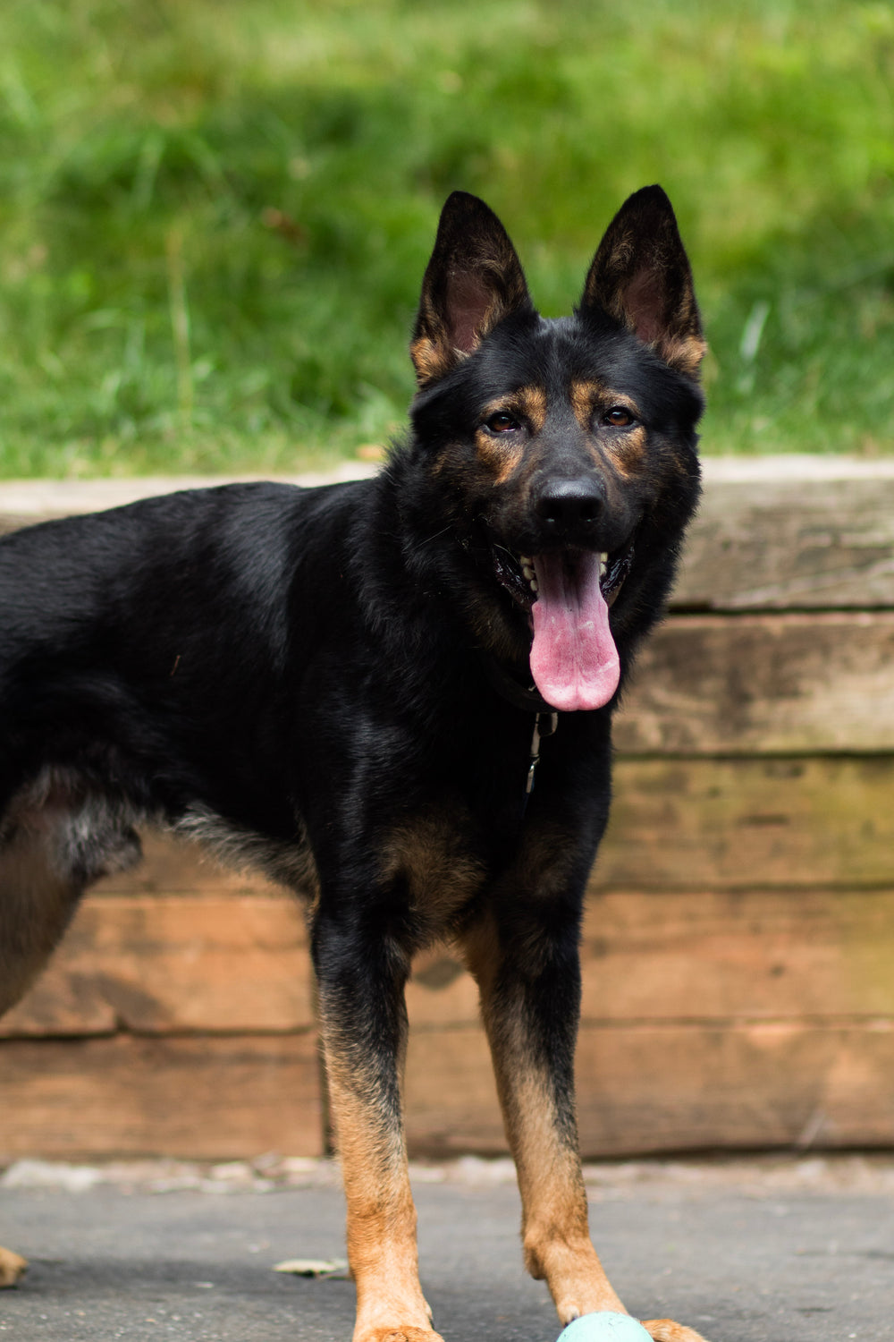 Behavior Modification Raise and Train