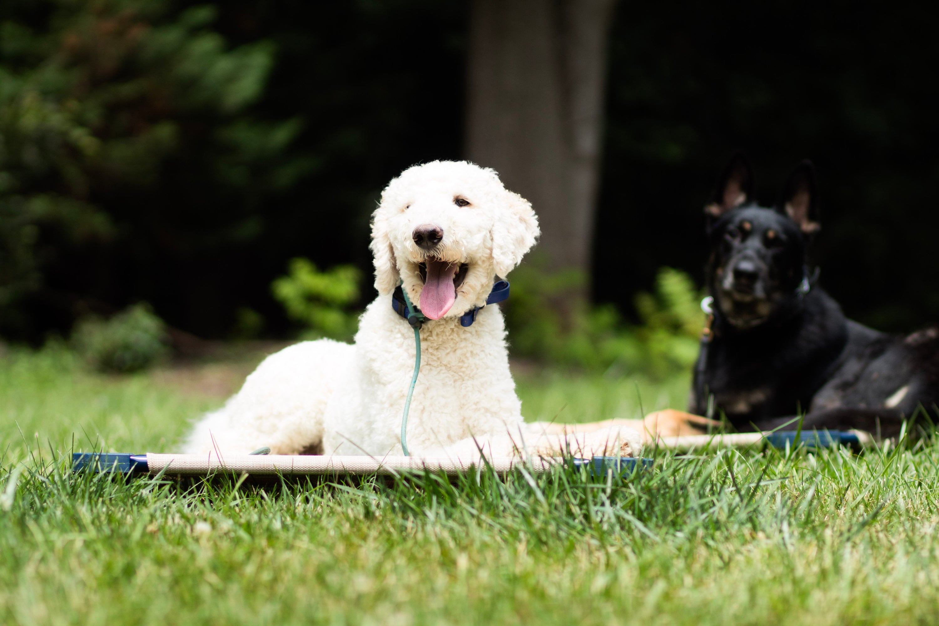 4 Week Advanced Obedience Board and Train