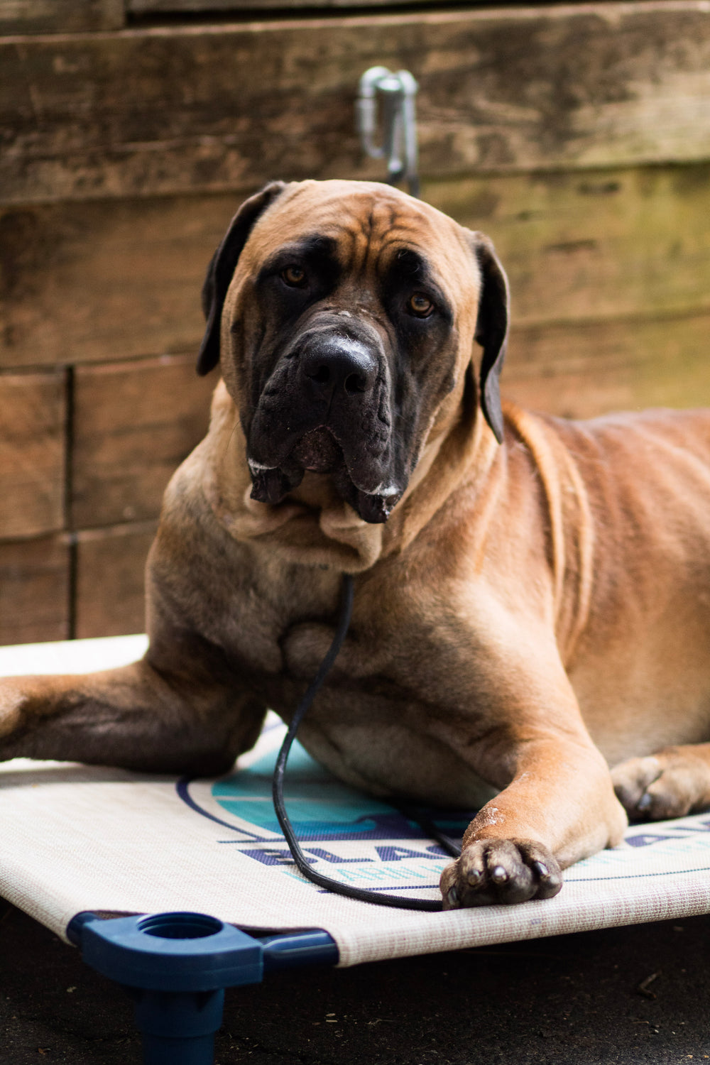 Behavior Modification Raise and Train
