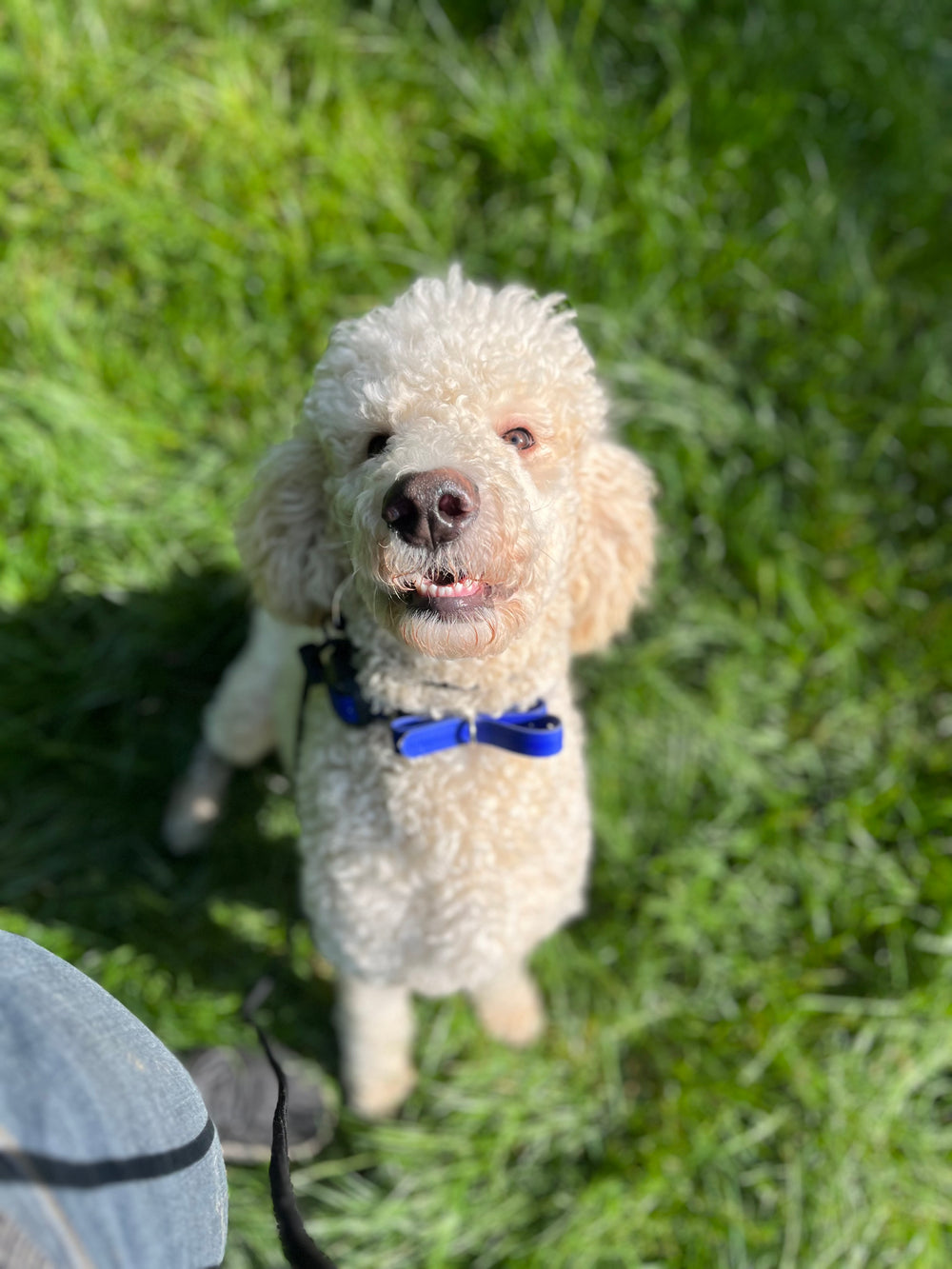 Service Dog Raise and Train
