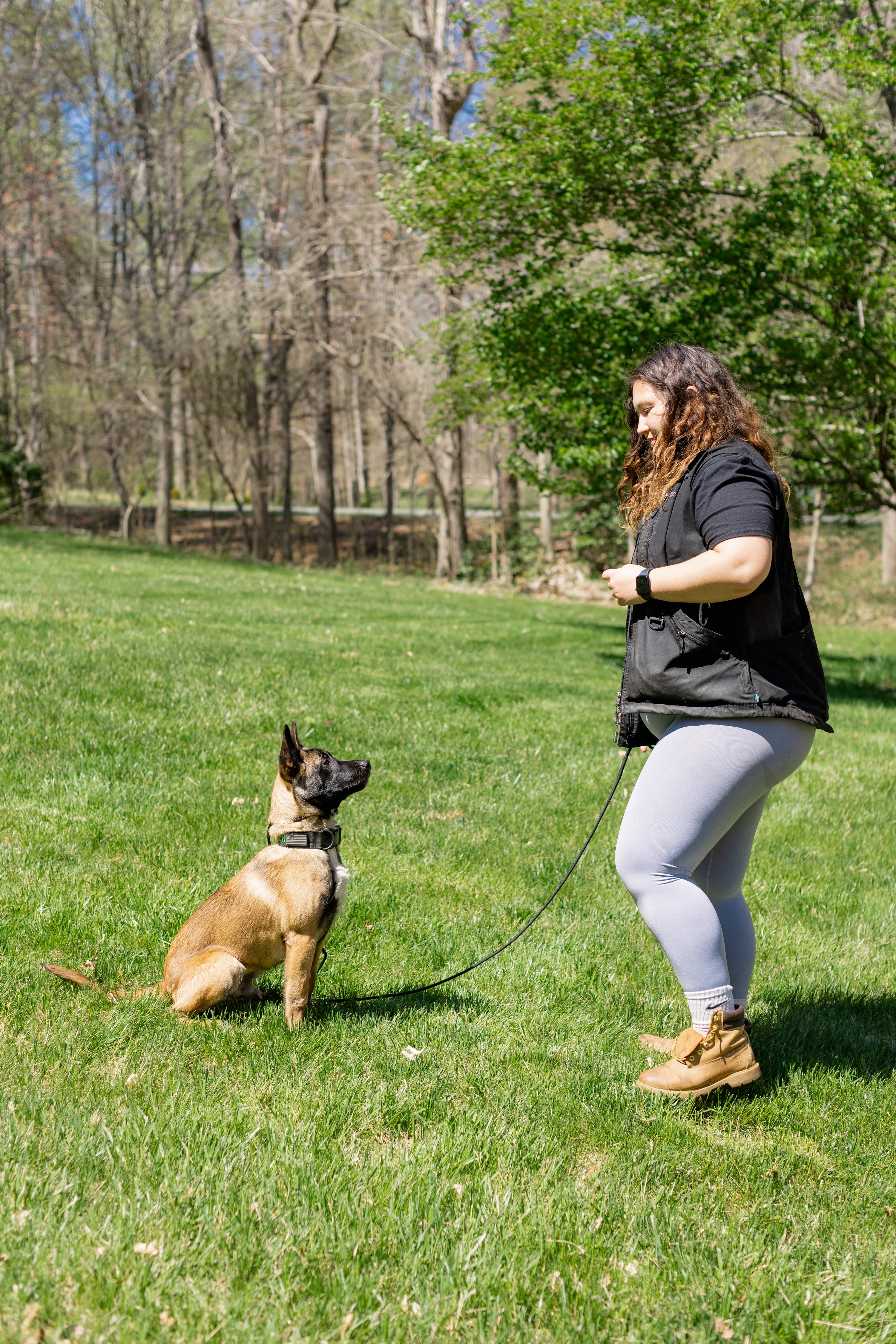 4 Week Advanced Obedience Board and Train